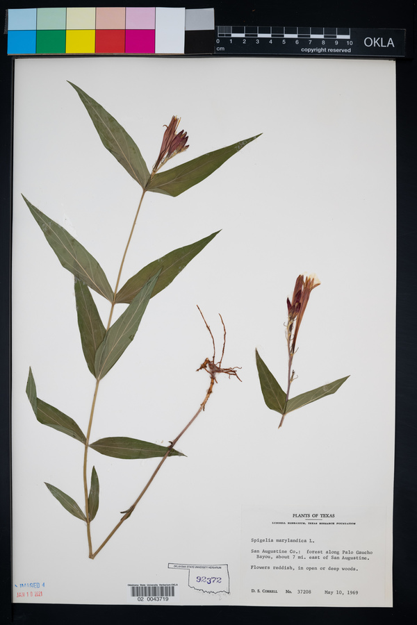 Spigelia marilandica image