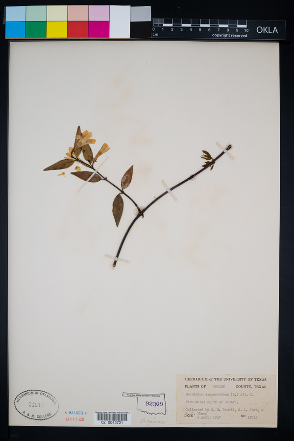 Gelsemium sempervirens image