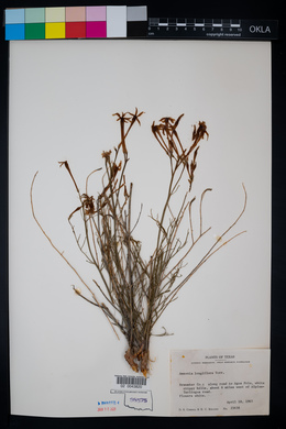 Image of Amsonia longiflora