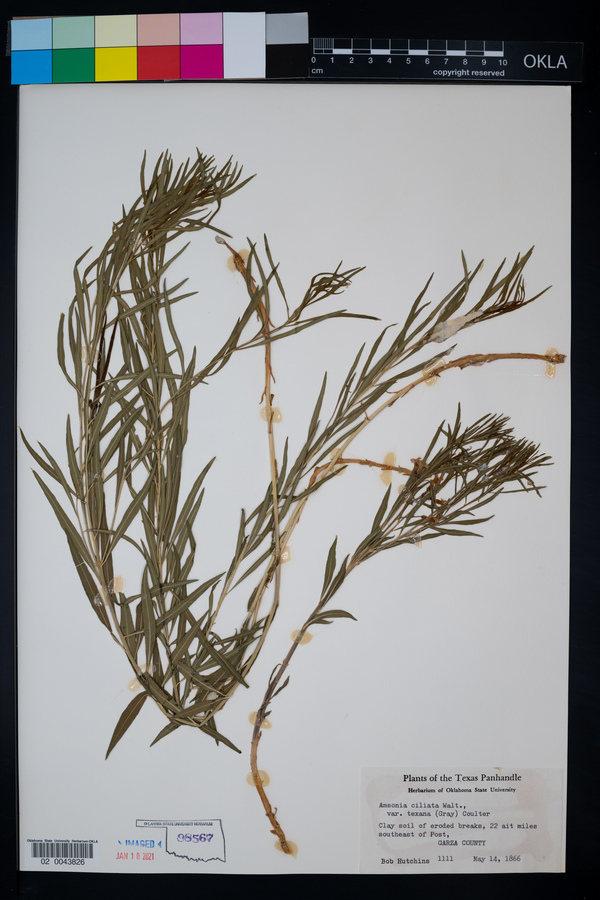 Amsonia ciliata image