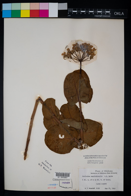 Asclepias amplexicaulis image