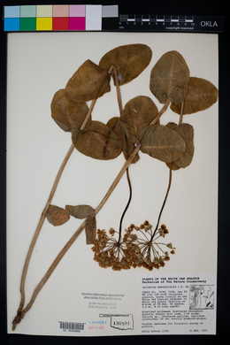 Asclepias amplexicaulis image