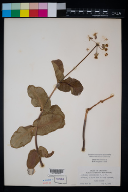 Asclepias amplexicaulis image