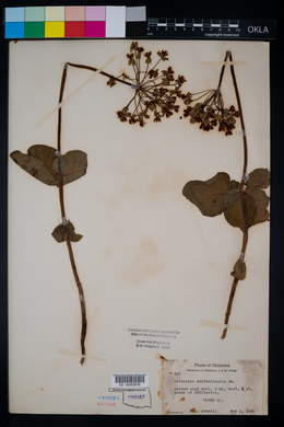 Asclepias amplexicaulis image