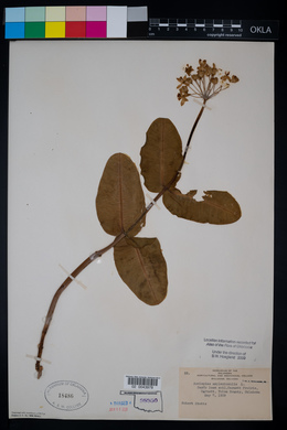 Asclepias amplexicaulis image
