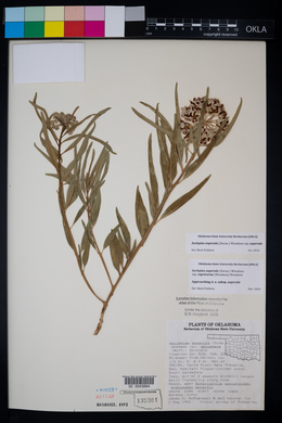 Asclepias asperula subsp. capricornu image