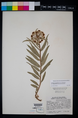 Asclepias asperula image
