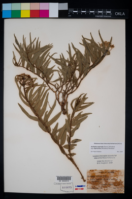 Asclepias asperula subsp. capricornu image