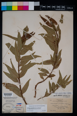 Asclepias asperula image