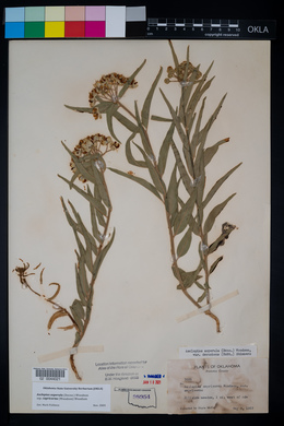 Asclepias asperula subsp. capricornu image