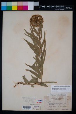 Asclepias asperula subsp. capricornu image