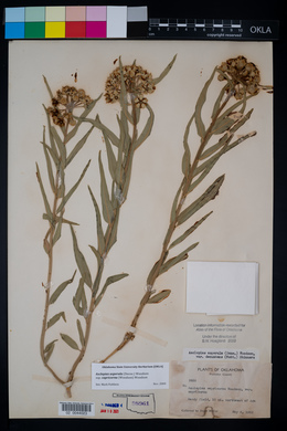 Asclepias asperula subsp. capricornu image