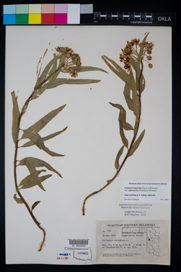 Asclepias asperula subsp. capricornu image