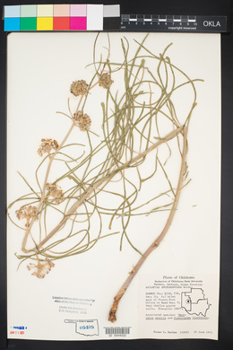 Asclepias engelmanniana image