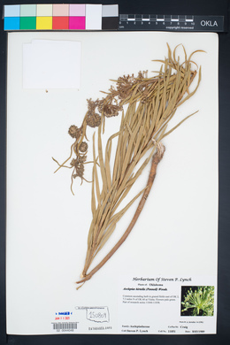 Asclepias hirtella image