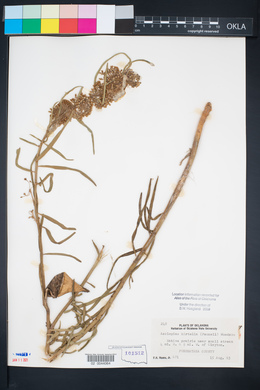 Asclepias hirtella image