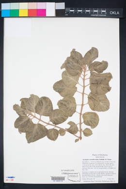 Asclepias oenotheroides image