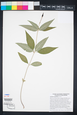 Asclepias quadrifolia image