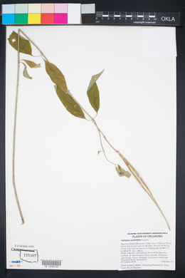 Asclepias quadrifolia image