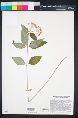 Asclepias quadrifolia image