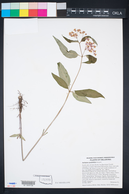 Asclepias quadrifolia image