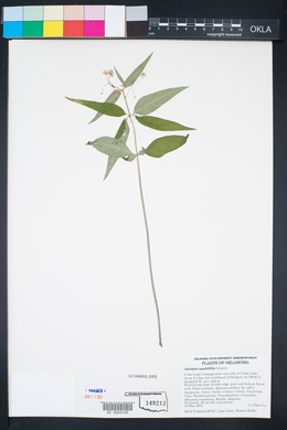 Asclepias quadrifolia image