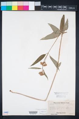 Asclepias quadrifolia image