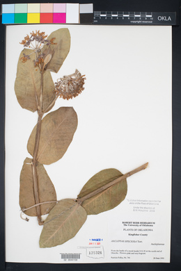 Asclepias speciosa image