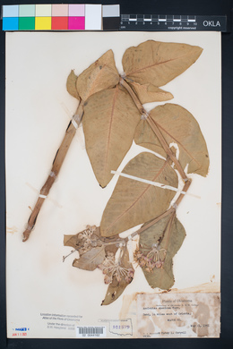 Asclepias speciosa image