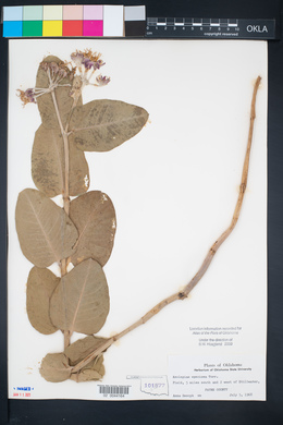 Asclepias speciosa image