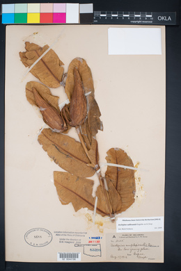 Asclepias amplexicaulis image