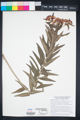 Asclepias tuberosa subsp. interior image