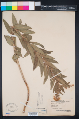 Asclepias tuberosa subsp. interior image