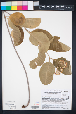 Asclepias variegata image