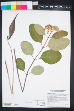 Asclepias variegata image