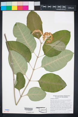 Asclepias variegata image