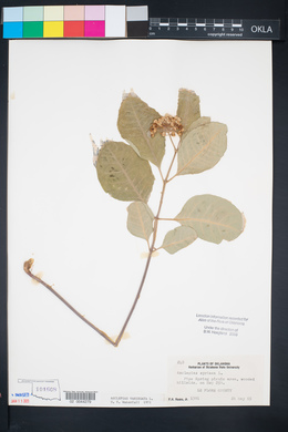 Asclepias variegata image