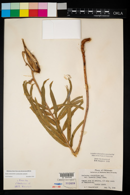 Asclepias viridiflora image