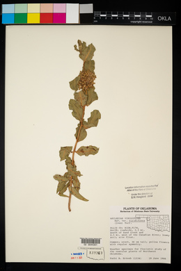 Asclepias viridiflora image