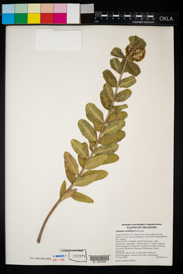 Asclepias viridiflora image