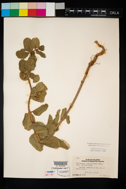 Asclepias viridiflora image