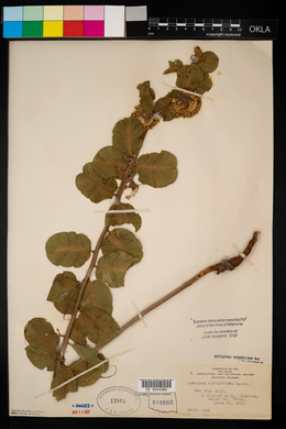 Asclepias viridiflora image