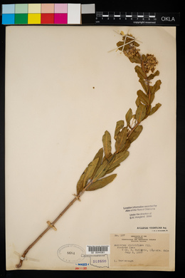 Asclepias viridiflora image