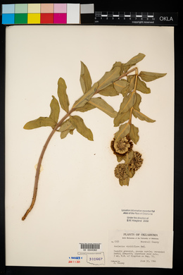 Asclepias viridiflora image