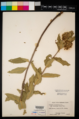 Asclepias viridiflora image