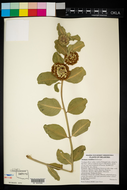 Asclepias viridiflora image