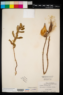 Asclepias viridiflora image