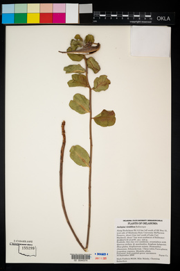 Asclepias viridiflora image