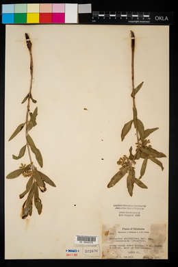 Asclepias viridiflora image