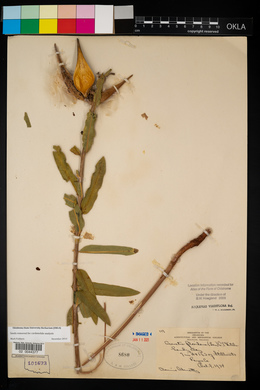 Asclepias viridiflora image